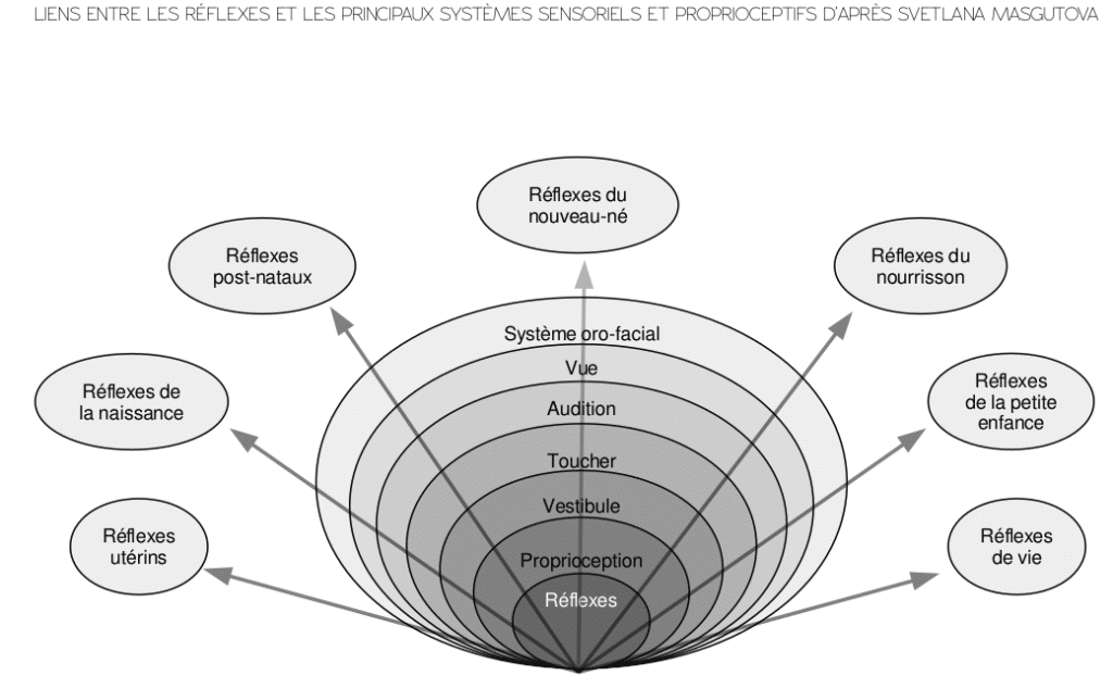 Les différents types de réflexes archaïques en lien avec les systèmes sensoriels
