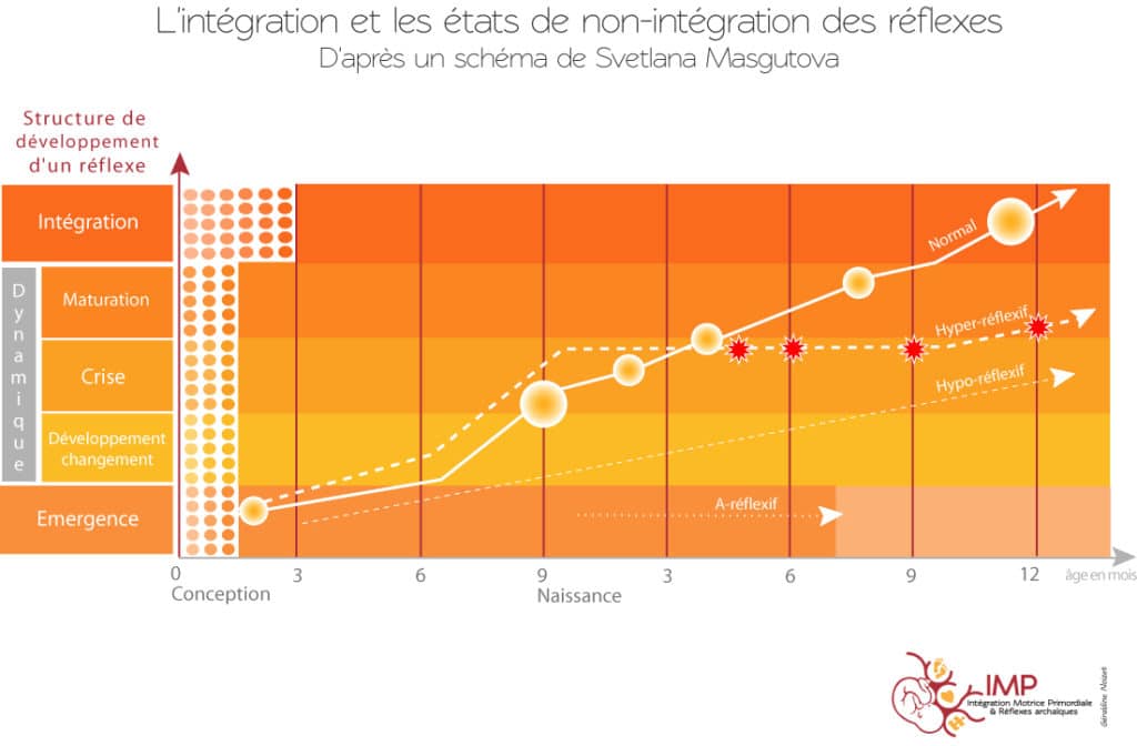 Graphique montrant les différentes phases des réflexes hyperactifs, hypoactifs et intégrés.
